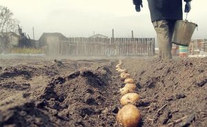 Холод стримує прихід літа