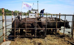 Буйволи обживають острів