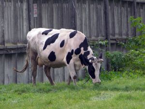 Підгодівля дотаціями корів не рятує