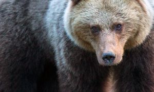 Зберегти бурого ведмедя і привабливість Карпат
