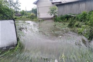 Картоплю вирощують, як рис
