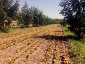 Лісівничі клопоти й здобутки