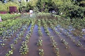 У Сумській області вдруге садять картоплю