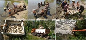 Понад 112000 гривень — на рибу, яку випустили у Десну