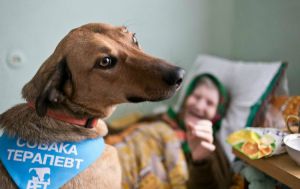 Чотирилапі терапевти запрошують на прийом