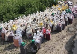 Отруєння річки Рось: концентрація гербіциду перевищена  у 200—600 разів