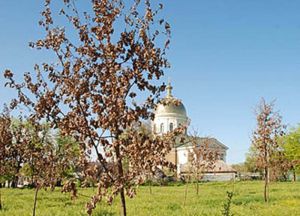 У Болграді дубовий гай помирав на очах