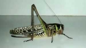 У Попасній з’явилася сарана