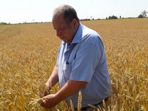 Зернозбиральна кампанія: випробування негодою