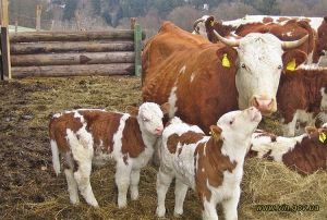 Дотації за вирощування великої рогатої худоби 
