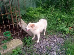 «Хатіко» чекає... на померлого господаря