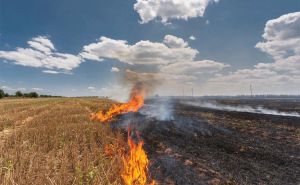 У Херсонської області палили стерню — згоріла й пасіка