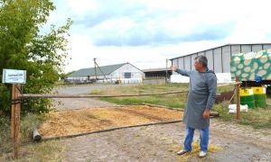 У Кіровоградській області знищили свиней через АЧС
