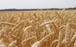 На Сумщині погода заблокувала  «районні» жнива