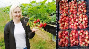 Профі з ягідництва є й на рівненському Поліссі