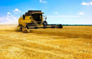 У Запорізькій області бьють хлібні рекорди попри погодні негаразди