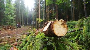 У заповіднику викрили крадіїв