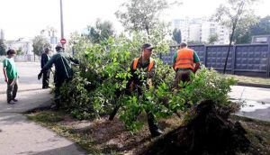 Найбільшої шкоди у Києві завдано зеленим зонам
