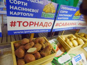 Яловичі — картопляна столиця Рівненщини