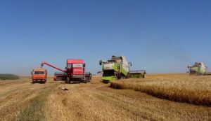 Трутні на жнивному полі