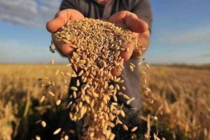 Аграрії очікують на рекорд