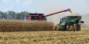 Аграрії збирають кукурудзу та соняшник