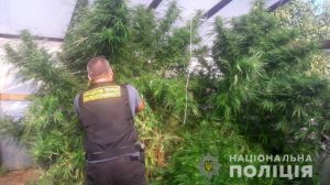 Вилучили коноплі умешканця Царичанського району