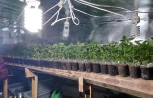 Мешканець Борзнянського району вирощував коноплі та галюциногенні гриби