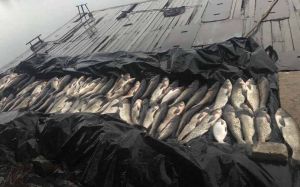 На Херсонщині зростають браконьєрські апетити
