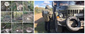 У Чернівецькій області незаконно рубають ліс 