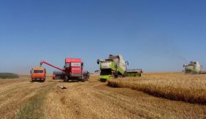 Качаниста рентабельна навіть після «обвалу» ціни