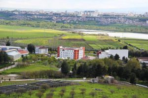 Проростає зерно міжнародного партнерства