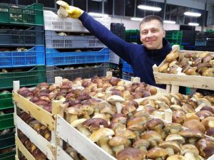«Дари Гуцульщини» продають лісові гриби у кілька країн