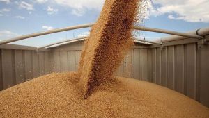 1,3 млн тонн зернових культур відвантажено на експорт морпортами України