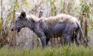 Запорізька область: Чупакаброю виявилася лисиця
