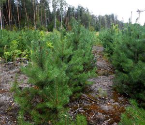Лісівники Сумщини посадили майже півтори норми