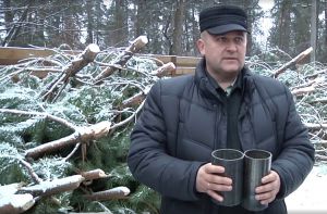 Головну новорічну красуню створять із поташнянських сосен