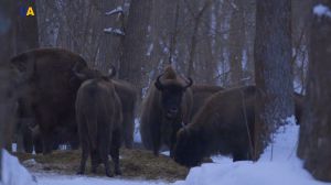 На Сумщині зубри стали «золотими»