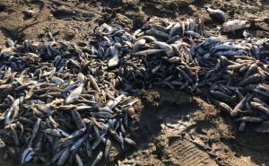 На Дністровському водосховищі масово гине риба