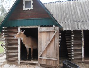 Волинські лісівники підтримують зоопарк