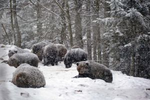 На Закарпатті через теплу зиму не всі ведмеді залягають у сплячку
