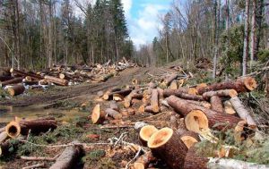 Влада Чернігівщини просить допомогти в порятунку лісів