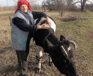 Колись було 150 корів, а тепер — лише 12...