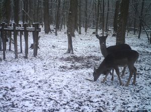 На Закарпатті олені й лані гуляють територією трьох районів!