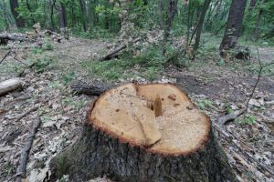 Через безкарність лісокрадів діброви Житомирщини тануть на очах