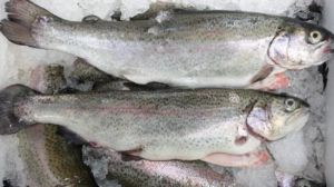 Україна експортувала мороженої риби на мільйон