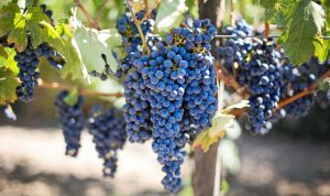 Чи стане вино харчовим продуктом?