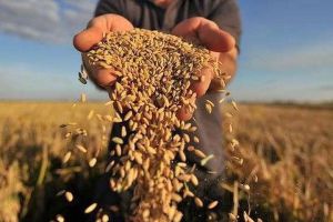 Держстат зафіксував зерновий рекорд