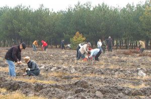 Волинь: Ліс для майбутніх поколінь