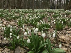 На Черкащині підсніжники випередили час